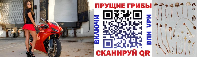 Галлюциногенные грибы Cubensis  кракен ССЫЛКА  Красный Сулин  сколько стоит 